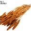 Dried Millet Sprays | Colour: Intense Terracotta | Millet Dried Flowers | Length ± 70 centimetres | Weight 200 grams | Per bunch