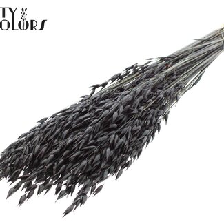 QC Gedroogde Haver Premium | Kleur: Zwart | Avena Premium Droogbloemen | Lengte ± 70 centimeter | Gewicht 200 gram | Per bos