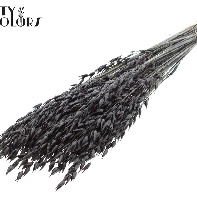 Gedroogde Haver Premium | Kleur: Zwart | Avena Premium Droogbloemen | Lengte ± 70 centimeter | Gewicht 200 gram | Per bos