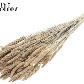 QC Gedroogde Trosgierst | Kleur: Intens Frosted Wit | Gierst Droogbloemen | Lengte ± 70 centimeter | Gewicht 200 gram | Per bos