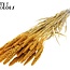 Dried Millet Spray | Colour: Intense Apricot | Millet Dried Flowers | Length ± 70 centimetres | Weight 200 grams | Per bunch