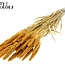 Dried Millet Spray | Colour: Intense Apricot | Millet Dried Flowers | Length ± 70 centimetres | Weight 200 grams | Per bunch