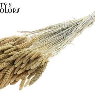 QC Millet en grappe séché | Couleur : Blanchi | Fleurs séchées de millet | Longueur ± 70 centimètres | Poids 200 grammes | Par bouquet