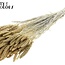 Gedroogde Trosgierst | Kleur: Gebleekt | Gierst Droogbloemen | Lengte ± 70 centimeter | Gewicht 200 gram | Per bos
