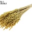 Gedroogde Haver Premium | Kleur: Geel | Avena Premium Droogbloemen | Lengte ± 70 centimeter | Gewicht 200 gram | Per bos