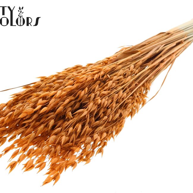 Gedroogde Haver Premium | Kleur: Terracotta | Avena Premium Droogbloemen | Lengte ± 70 centimeter | Gewicht 200 gram | Per bos