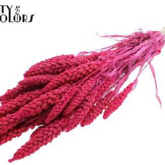 QC Millet en Grappe Séchée | Couleur : Cerise Intense | Fleurs Séchées de Millet | Longueur ± 70 centimètres | Poids 200 grammes | Par bouquet