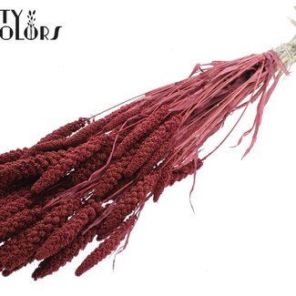 QC Dried Millet Sprays | Colour: Intense Bordeaux Red | Millet Dried Flowers | Length ± 70 centimetres | Weight 200 grams | Per bunch