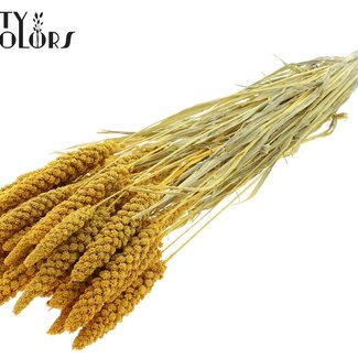 QC Gedroogde Trosgierst | Kleur: Intens Geel | Gierst Droogbloemen | Lengte ± 70 centimeter | Gewicht 200 gram | Per bos
