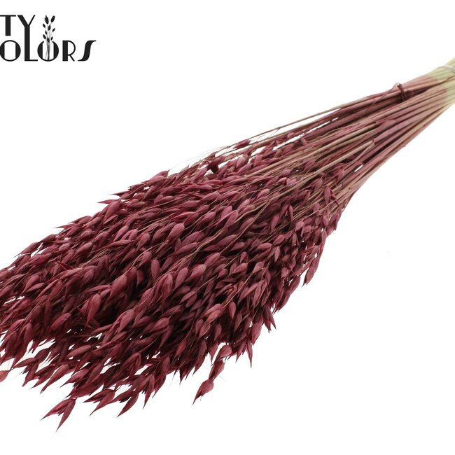 Dried Oats Premium | Colour: Bordeaux Red | Avena Premium Dried Flowers | Length ± 70 centimetres | Weight 200 grams | Per bunch