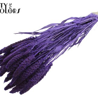 QC Millet en Grappe Séché | Couleur : Violet Intense | Fleurs Séchées de Millet | Longueur ± 70 centimètres | Poids 200 grammes | Par bouquet