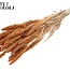 Dried Millet Sprays | Colour: Intense Frosted Salmon | Millet Dried Flowers | Length ± 70 centimetres | Weight 200 grams | Per bunch