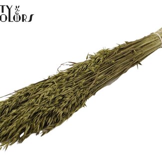 QC Dried Oats | Colour: Olive Green | Avena dried flowers | Length ± 60 centimetres | Weight 250 grams | Per bunch