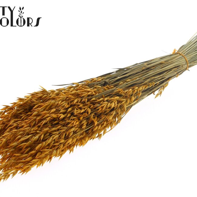 Gedroogde Haver | Kleur: Abrikooskleurig | Avena droogbloemen | Lengte ± 60 centimeter | Gewicht 250 gram | Per bos