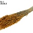 Gedroogde Haver | Kleur: Abrikooskleurig | Avena droogbloemen | Lengte ± 60 centimeter | Gewicht 250 gram | Per bos