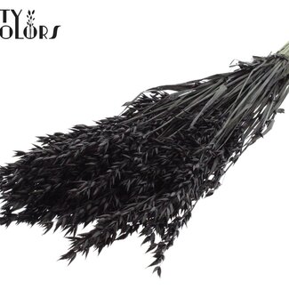 QC Avoine séchée | Couleur : Noir | Avena fleurs séchées | Longueur ± 60 centimètres | Poids 250 grammes | Par bouquet