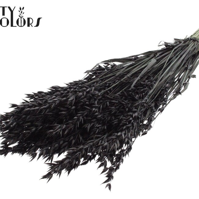 Avoine séchée | Couleur : Noir | Avena fleurs séchées | Longueur ± 60 centimètres | Poids 250 grammes | Par bouquet