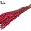 Dried Oats | Colour: Cherry-coloured | Avena dried flowers | Length ± 60 centimetres | Weight 250 grams | Per bunch
