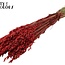 Dried Oats | Colour: Red | Avena dried flowers | Length ± 60 centimetres | Weight 250 grams | Per bunch