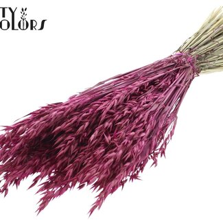 QC Avoine séchée | Couleur : Lilas | Fleurs séchées d'avoine | Longueur ± 60 centimètres | Poids 250 grammes | Par bouquet