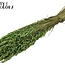 Dried Oats | Colour: Light Green | Avena Dried Flowers | Length ± 60 centimetres | Weight 250 grams | Per bunch