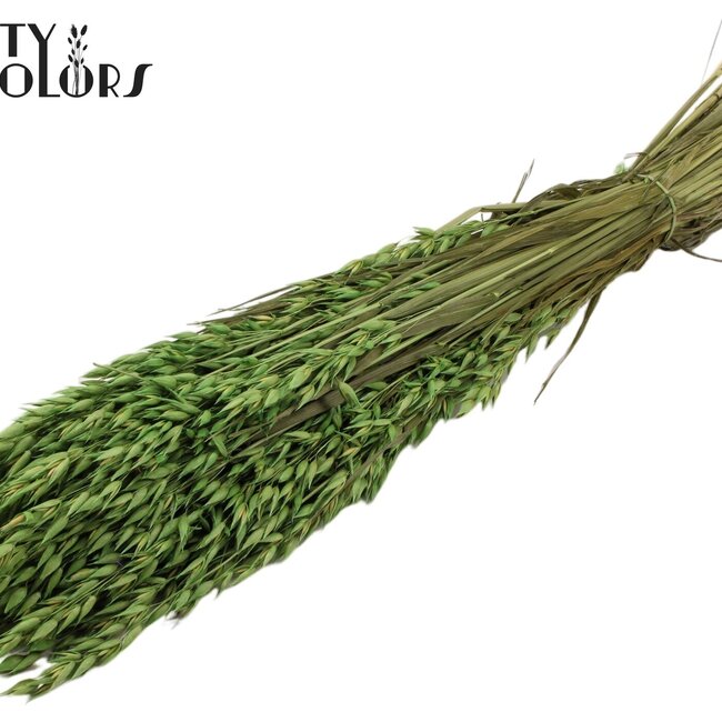 Getrockneter Hafer | Farbe: Hellgrün | Avena Trockenblumen | Länge ± 60 Zentimeter | Gewicht 250 Gramm | Pro Bund