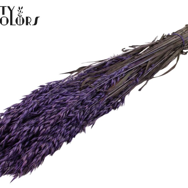 Gedroogde Haver | Kleur: Paars | Avena droogbloemen | Lengte ± 60 centimeter | Gewicht 250 gram | Per bos