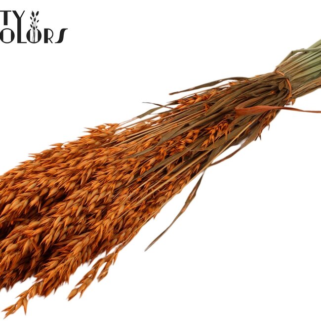 Dried Oats | Colour: Orange | Avena dried flowers | Length ± 60 centimetres | Weight 250 grams | Per bunch