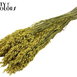 QC Getrockneter Hafer | Farbe: Gelb | Avena Trockenblumen | Länge ± 60 Zentimeter | Gewicht 250 Gramm | Pro Bund