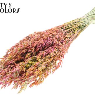 QC Gedroogde Haver | Kleur: Meerkleurig Kerskleurig | Avena droogbloemen | Lengte ± 60 centimeter | Gewicht 250 gram | Per bos