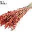 Gedroogde Haver | Kleur: Meerkleurig Rood | Avena droogbloemen | Lengte ± 60 centimeter | Gewicht 250 gram | Per bos