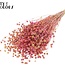 Lin séché | Couleur : Multicolore Cerise | Fleurs séchées de lin | Longueur ± 50 centimètres | Poids 150 grammes | Par bouquet