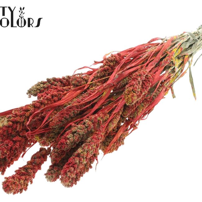 Millet en grappe séché | Couleur : Multicolore Rouge | Fleurs séchées de millet | Longueur ± 60 centimètres | Poids 250 grammes | Par bouquet