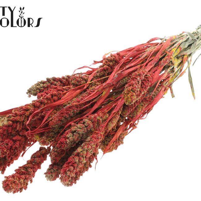 Millet en grappe séché | Couleur : Multicolore Rouge | Fleurs séchées de millet | Longueur ± 60 centimètres | Poids 250 grammes | Par bouquet
