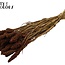 Dried Millet Sprays | Colour: Brown | Millet Dried Flowers | Length ± 70 centimetres | Weight 250 grams | Per bunch