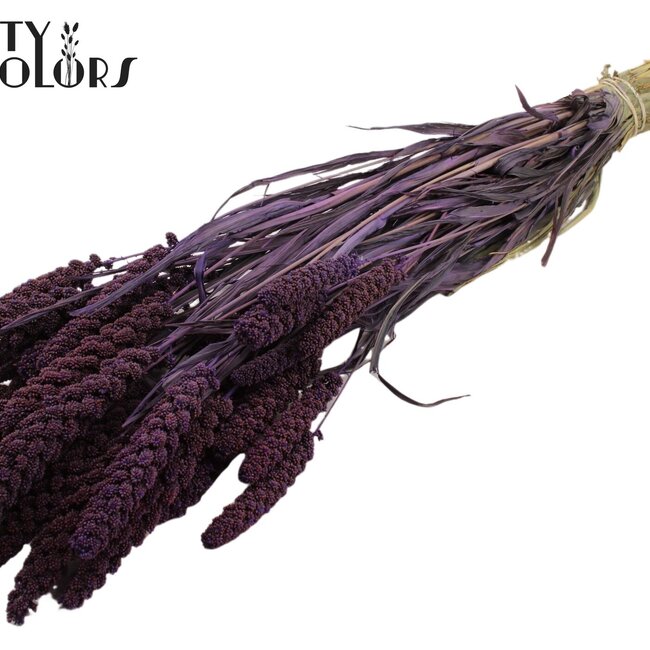 Gedroogde Trosgierst | Kleur: Paars | Gierst Droogbloemen | Lengte ± 70 centimeter | Gewicht 250 gram | Per bos