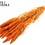 Dried Millet Spray | Colour: Intense Orange | Millet Dried Flowers | Length ± 70 centimetres | Weight 200 grams | Per bunch