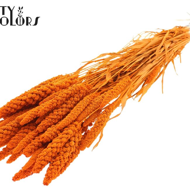 Dried Millet Spray | Colour: Intense Orange | Millet Dried Flowers | Length ± 70 centimetres | Weight 200 grams | Per bunch