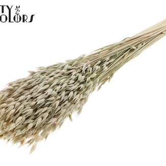 QC Getrockneter Hafer Premium | Farbe: Naturweiß | Avena Premium Trockenblumen | Länge ± 70 Zentimeter | Pro Bund