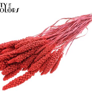 QC Gedroogde Trosgierst | Kleur: Intens Koraalkleurig | Gierst Droogbloemen | Lengte ± 70 centimeter | Gewicht 200 gram | Per bos