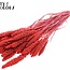 Gedroogde Trosgierst | Kleur: Intens Koraalkleurig | Gierst Droogbloemen | Lengte ± 70 centimeter | Gewicht 200 gram | Per bos
