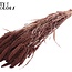 Dried Millet Spray | Colour: Intense Brown | Millet Dried Flowers | Length ± 70 centimetres | Weight 200 grams | Per bunch