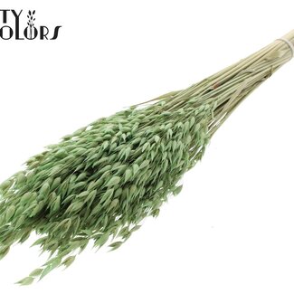 QC Avoine Séchée Premium | Couleur : Vert clair | Avena Fleurs Séchées Premium | Longueur ± 70 centimètres | Poids 200 grammes | Par bouquet