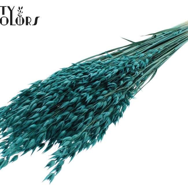 Dried Oats Premium | Colour: Turquoise | Avena Premium Dried Flowers | Length ± 70 centimetres | Weight 200 grams | Per bunch