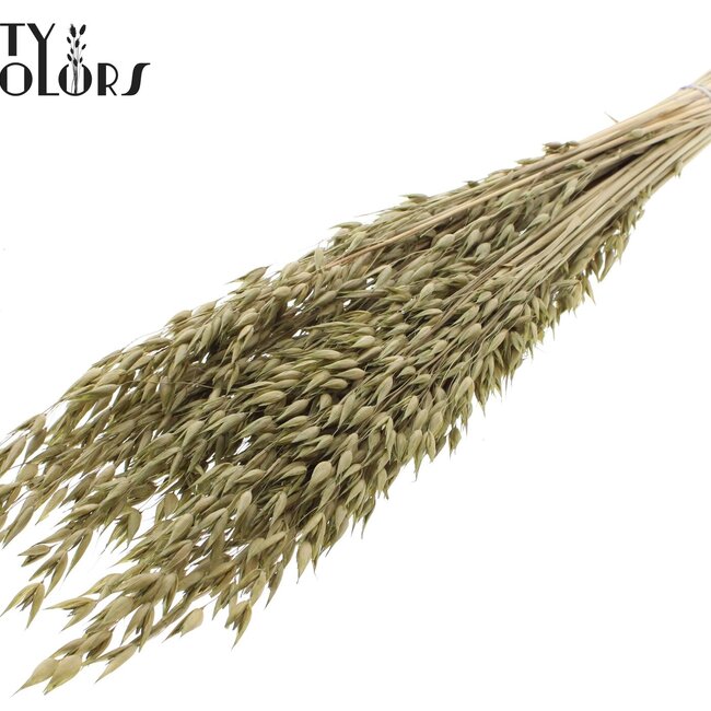 Avoine Séchée Premium | Couleur : Vert Olive | Avena Fleurs Séchées Premium | Longueur ± 70 centimètres | Poids 200 grammes | Par bouquet