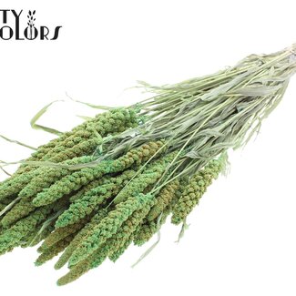 QC Dried Millet Spray | Colour: Intense Light Green | Millet Dried Flowers | Length ± 70 centimetres | Weight 200 grams | Per bunch