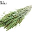 Dried Panicle Millet | Colour: Intense Light Green | Millet Dried Flowers | Length ± 70 centimetres | Weight 200 grams | Per bunch