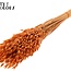 Gedroogde Haver Premium | Kleur: Oranje | Avena Premium Droogbloemen | Lengte ± 70 centimeter | Gewicht 200 gram | Per bos