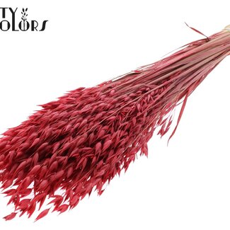 QC Gedroogde Haver Premium | Kleur: Rood | Avena Premium Droogbloemen | Lengte ± 70 centimeter | Gewicht 200 gram | Per bos