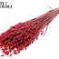 Gedroogde Haver Premium | Kleur: Rood | Avena Premium Droogbloemen | Lengte ± 70 centimeter | Gewicht 200 gram | Per bos